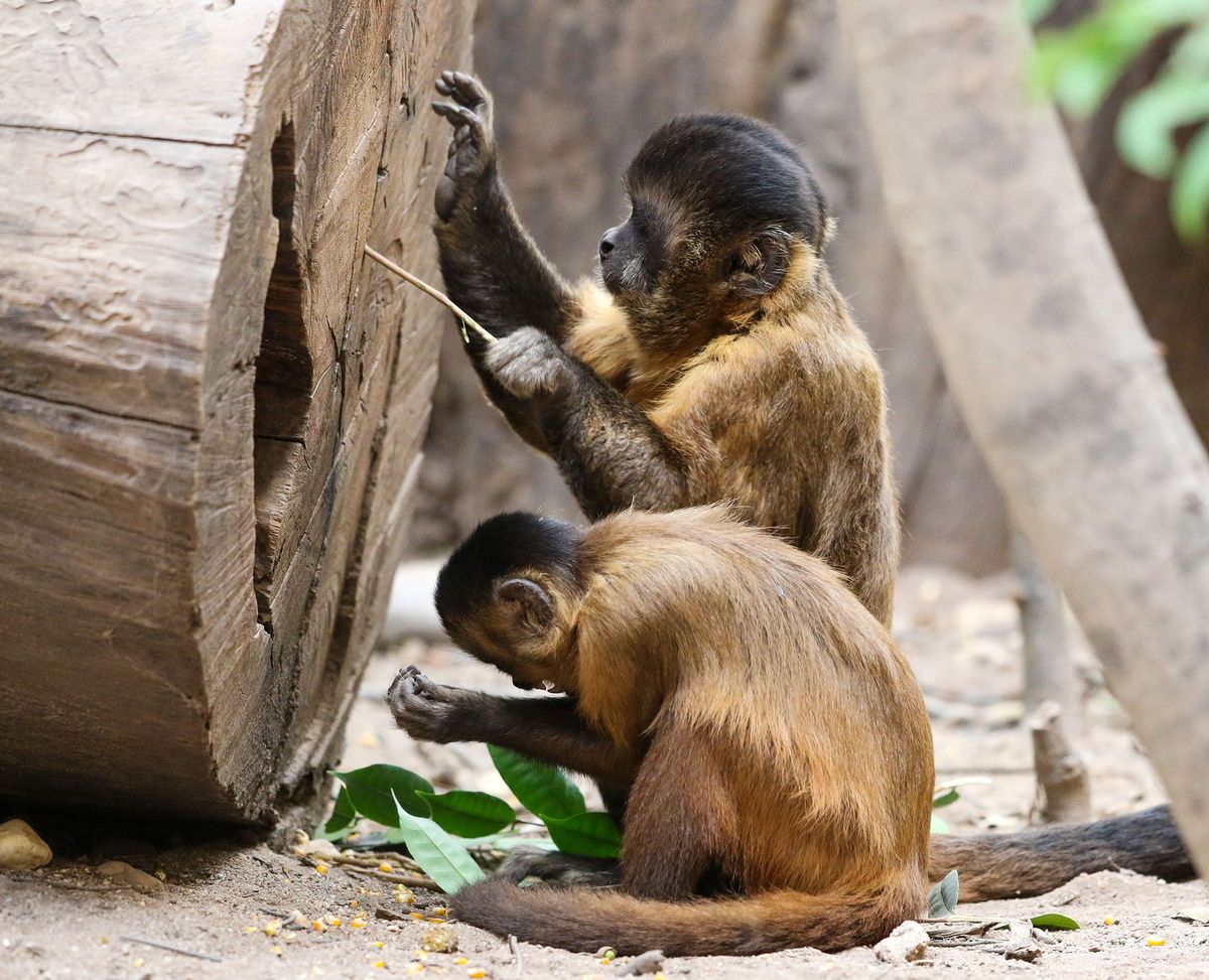 Wilde kapucijnapen in Serra da Capivara in Brazili maken al zon drieduizend jaar gebruik van stenen gereedschap en die technologie is volgens wetenschappers in de loop van de tijd veranderd