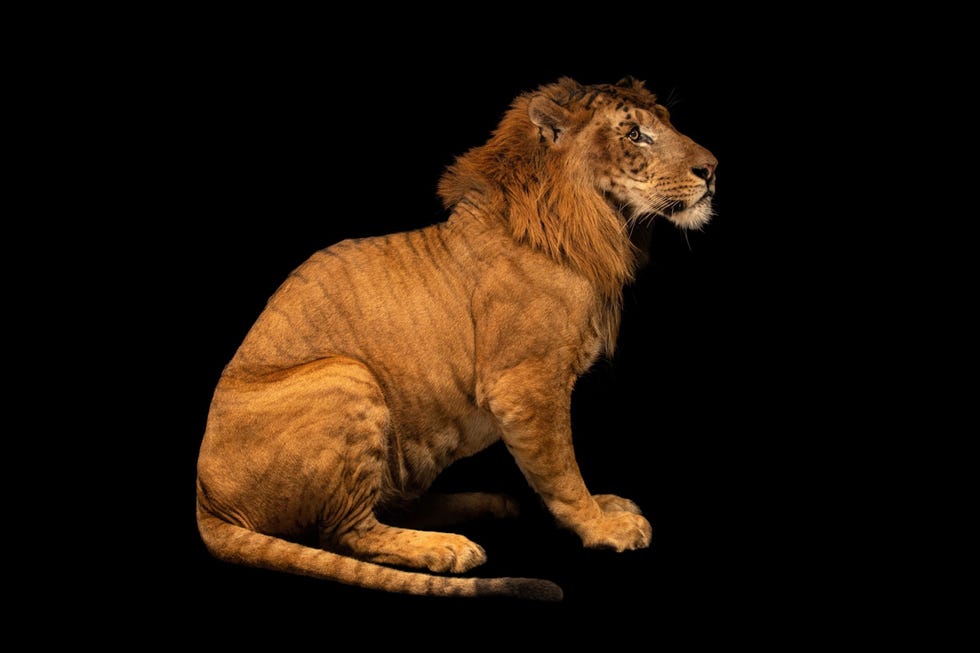 Een kruising tussen een mannetje van de Afrikaanse leeuw en een tijgerin wordt lijger genoemd Op de foto een lijger in een dierenpark van Taman Safari in WestJava Indonesi