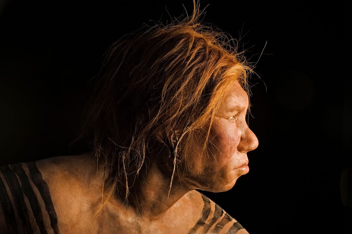 Deze reconstructie van een vrouwelijke neanderthaler werd in 2008 onthuld en is gebaseerd op oeroud DNA