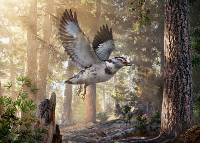 Een reconstructie van Jinguofortis perplexus een vogel uit de tijd van de dinosaurirs die 127 miljoen jaar geleden leefde in een gebied dat nu in China ligt