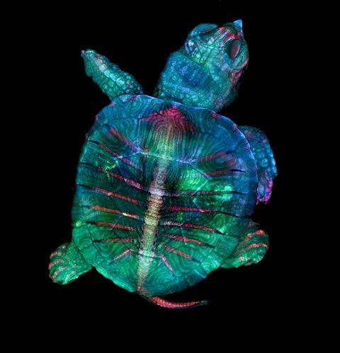Door nauwgezet honderden opnamen aan elkaar te plakken en te stapelen bouwden microscopielaborante Teresa Zgoda en studente Teresa Kugler onlangs afgestudeerd aan het Rochester Institute of Technology dit bekroonde mozaek van een fluorescerend schildpaddenembryo op