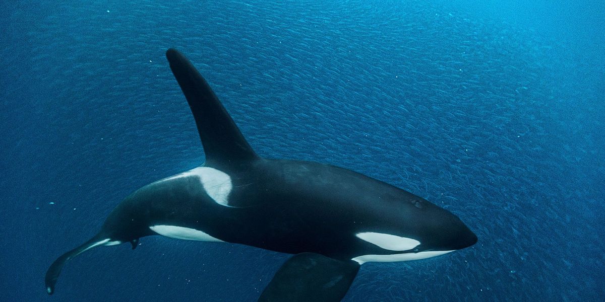 Een orka doet mee aan het opjagen van een school haring in de diepe wateren van het Noorse Andfjord