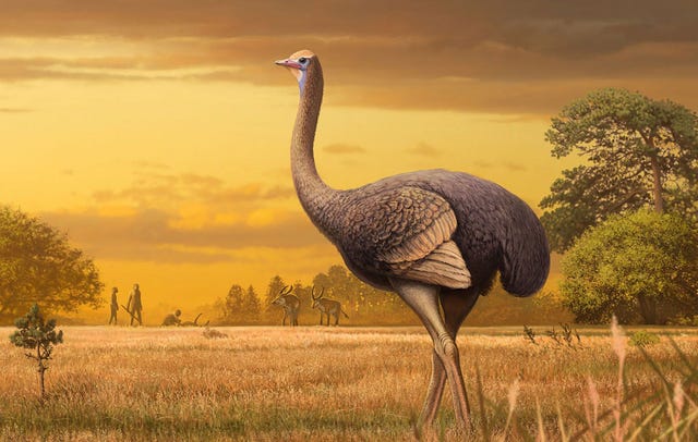 Uit fossielen blijkt dat deze drienhalve meter grote loopvogel in dezelfde tijd leefde als de vroegste verwanten van de mens