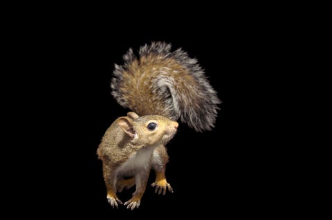 De groeiende populariteit van stadsparken is gunstig voor stedelijke populaties van eekhoorns De snelle zoogdiertjes met hun pluimstaart zoals de grijze eekhoorn Sciurus carolinensis kunnen goed leven van een breed aanbod van nootdragende bomen Deze fotos zijn afkomstig van de National Geographic Photo Ark een missie om een visueel archief van de diersoorten van de wereld op te bouwen  nog voordat vele ervan zijn verdwenen Tot nu toe heeft fotograaf Joel Sartore ruim zesduizend soorten vastgelegd