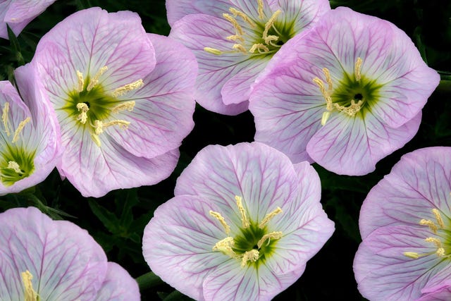 De komvormige bloesems van de avondteunisbloem spelen mogelijk een belangrijke rol in de akoestische vermogens van deze plant