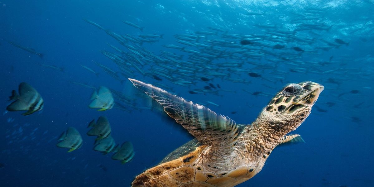In de Kimbebaai voor de kust van PapoeaNieuwGuinea zwemt een karetschildpad Eretmochelys imbricata door de Jaynegeul