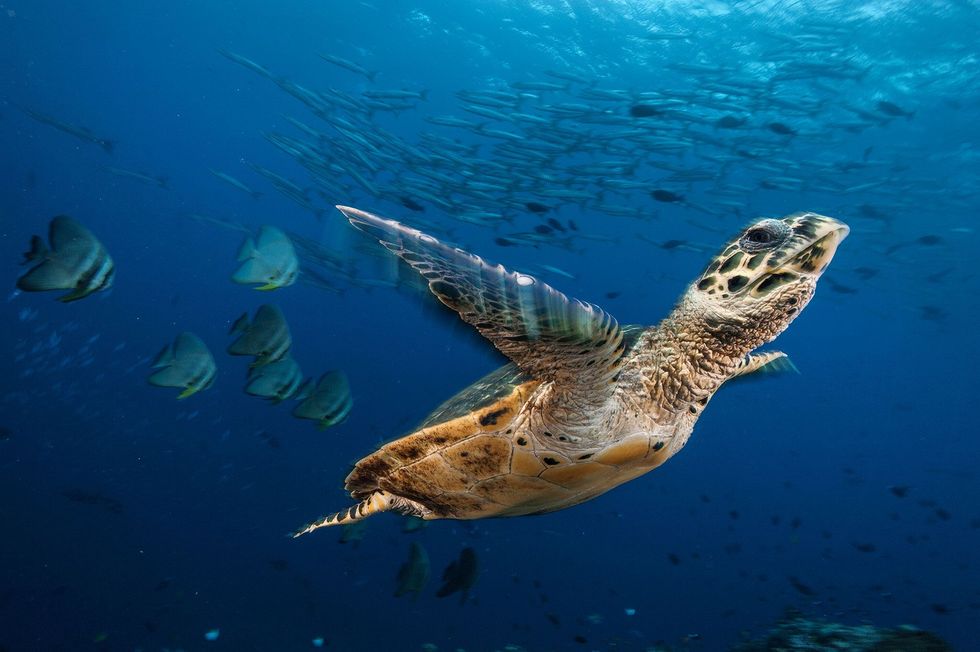In de Kimbebaai voor de kust van PapoeaNieuwGuinea zwemt een karetschildpad Eretmochelys imbricata door de Jaynegeul