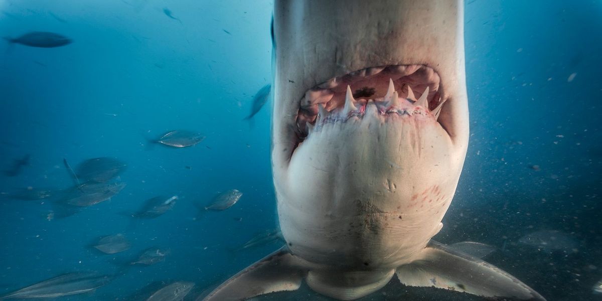 Witte haaien glijden door het water voor de kust van de Australische South Neptune Islands