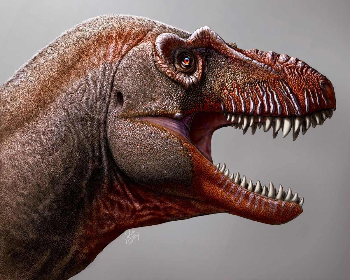 Voor het ongeoefende oog lijken veel tyrannosaurirs erg op elkaar Maar Thanatotheristes degrootorum heeft enkele opvallende kenmerken die hem onderscheiden van verwante soorten waaronder een serie opvallende richels op zijn snuit
