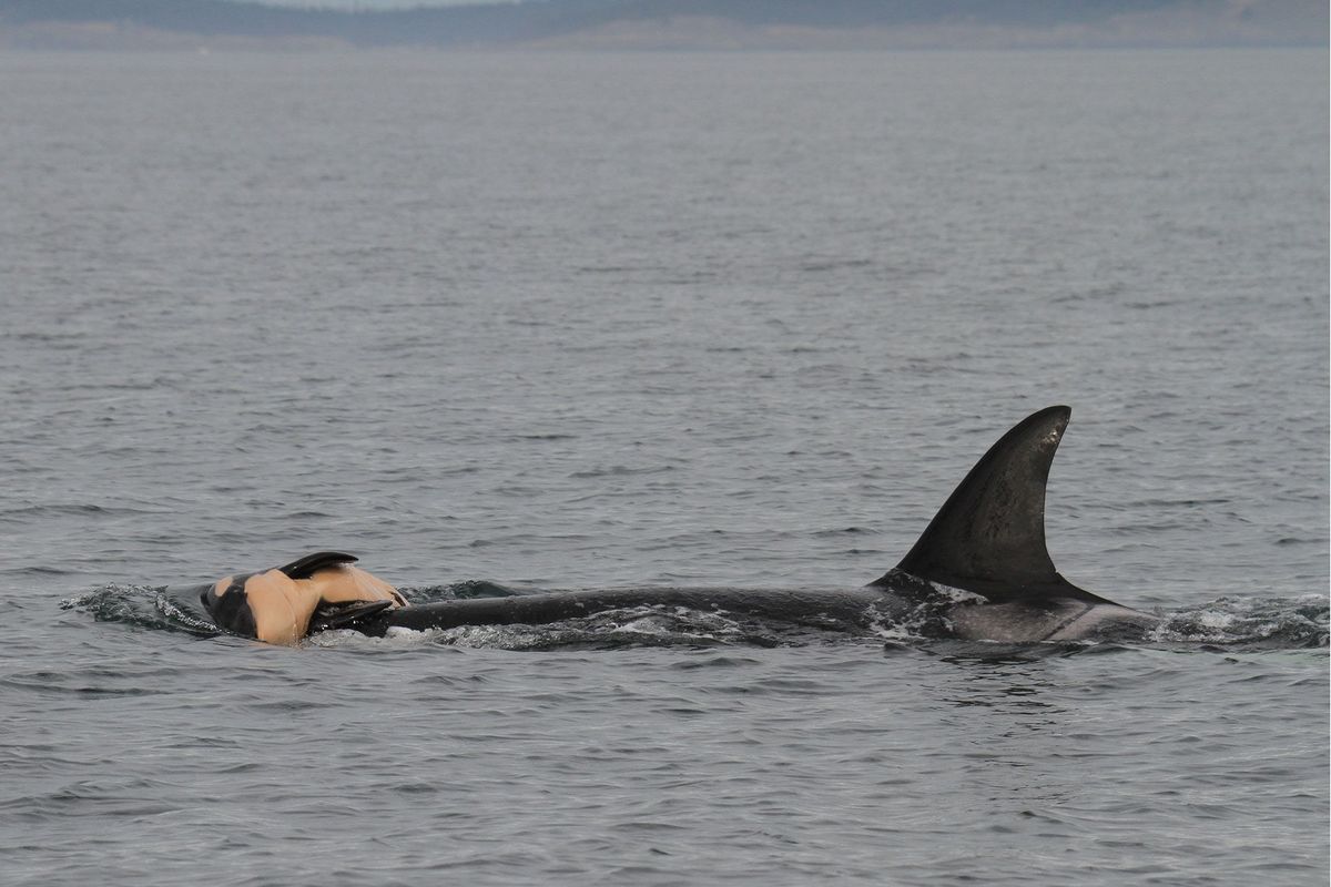 Een moederorka draagt haar dode pasgeboren jong Verschillende walvissoorten vertonen tekenen van rouw