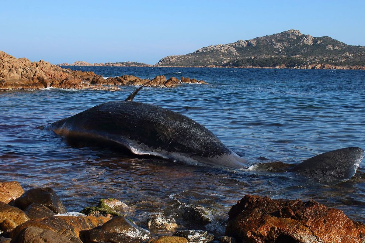 Een drachtige potvis spoelde dood aan op een strand op het Italiaanse eiland Sardini De maag van het dier zat vol plastic