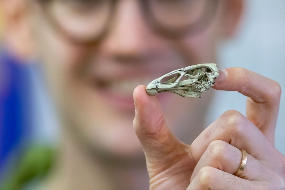 Hoofdonderzoeker Daniel Field van de University of Cambridge toont een met een 3Dprinter gemaakt model op ware grootte van de schedelfossiel van de Asteriornis maastrichtensis