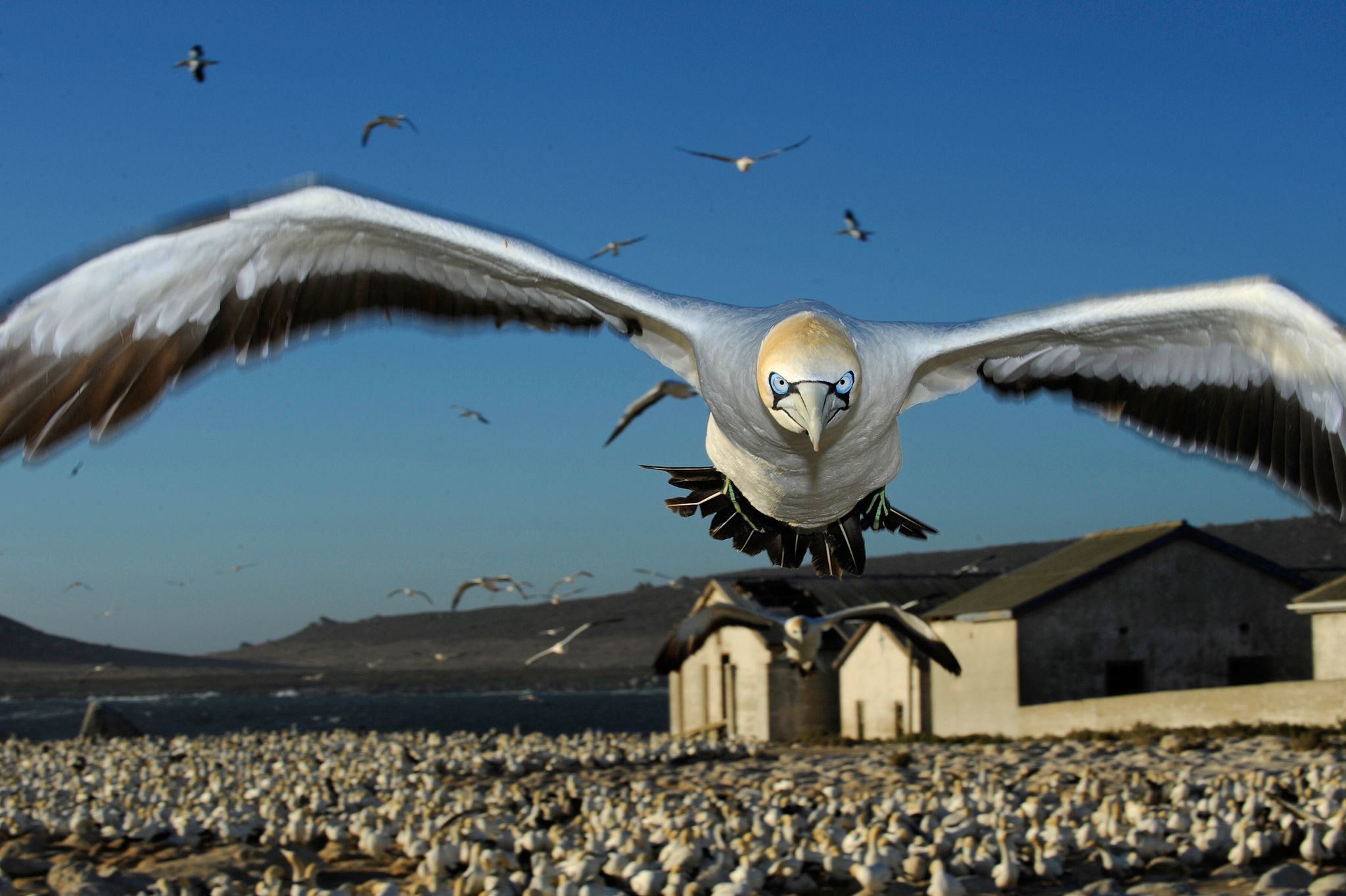 De Favoriete Natuurfoto’s Van National Geographic-fotografen