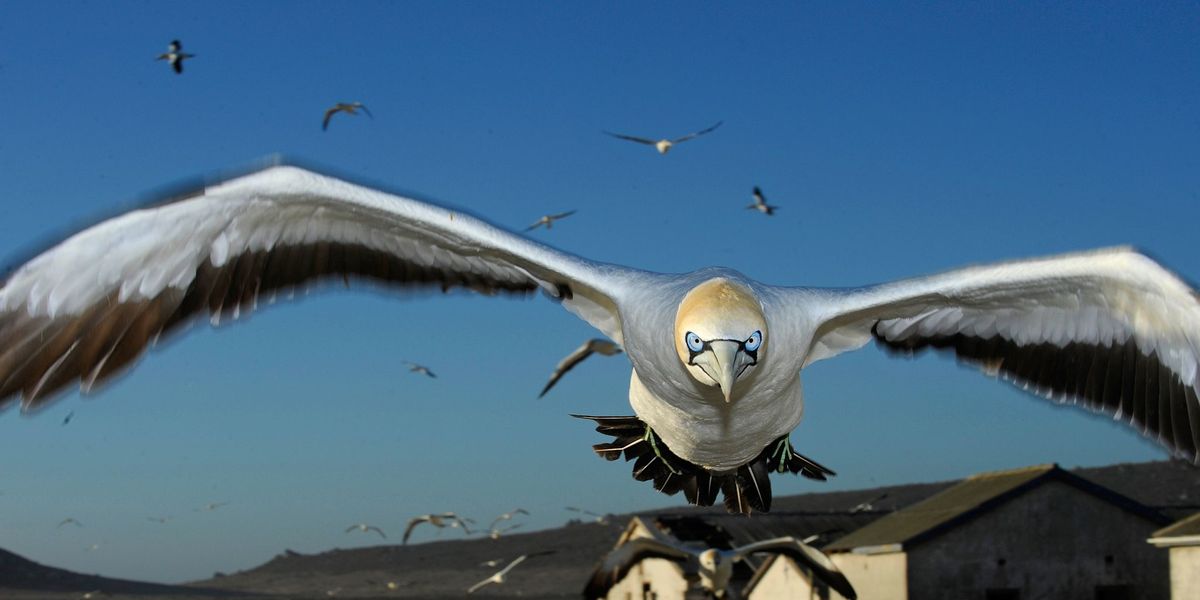 Een Kaapse janvangent bereid zich voor om te landen op Malgas ZuidAfrika Fotograaf Thomas Peschak bracht hele dagen door om de vluchtpatronen van de vogels te observeren tot deze ene vogel mij beloonde met deze bijna perfecte benadering van voren zegt Peschak