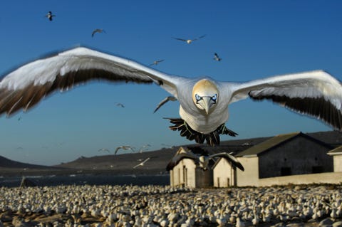 Een Kaapse janvangent bereid zich voor om te landen op Malgas ZuidAfrika Fotograaf Thomas Peschak bracht hele dagen door om de vluchtpatronen van de vogels te observeren tot deze ene vogel mij beloonde met deze bijna perfecte benadering van voren zegt Peschak