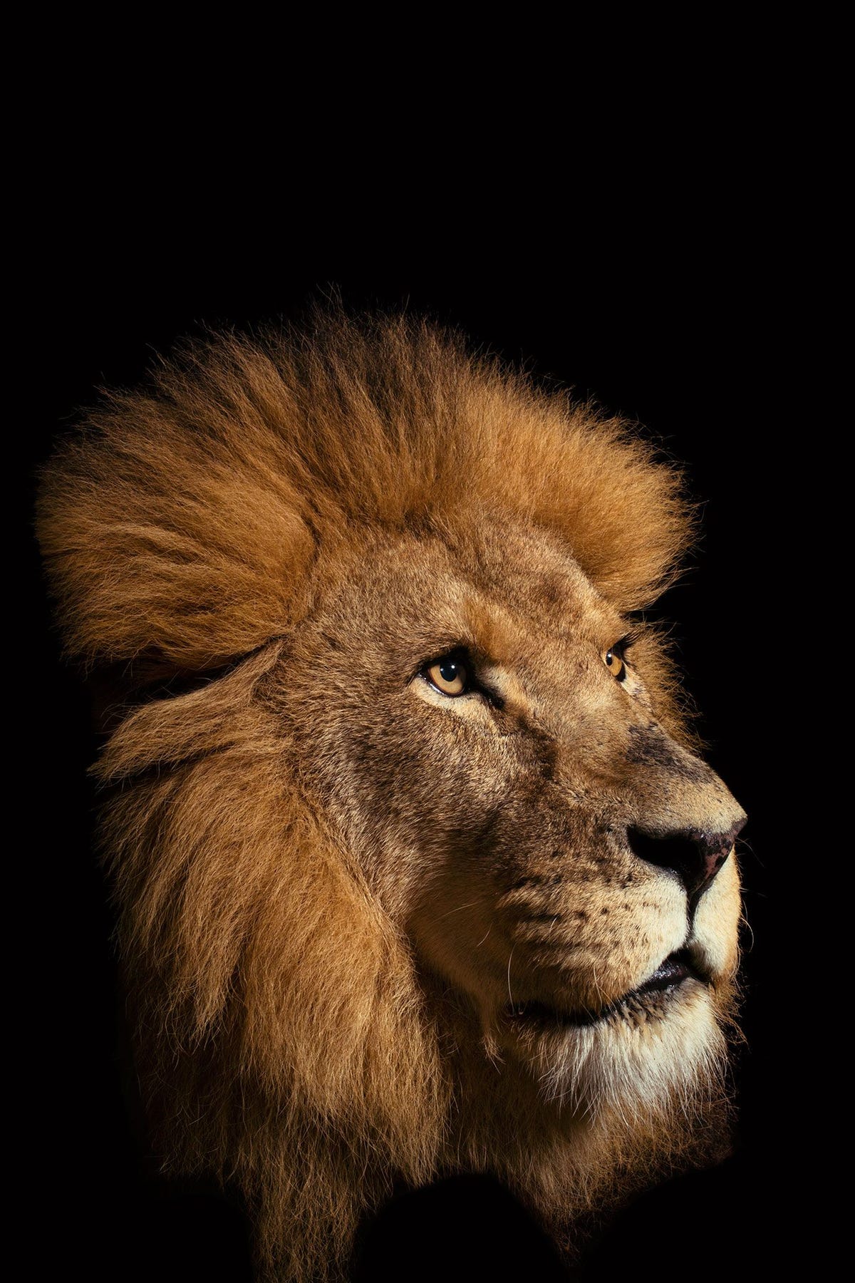 De Afrikaanse leeuw Panthera leo is de enige wilde kat die in grote familiegroepen leeft Tweeduizend jaar gelden zwierven er meer dan een miljoen leeuwen over de aarde maar tegenwoordig zijn er minder dan 30000 exemplaren over van de Afrikaanse en Aziatische leeuw bij elkaar geteld