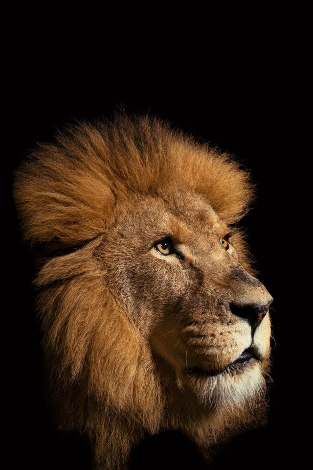 De Afrikaanse leeuw Panthera leo is de enige wilde kat die in grote familiegroepen leeft Tweeduizend jaar gelden zwierven er meer dan een miljoen leeuwen over de aarde maar tegenwoordig zijn er minder dan 30000 exemplaren over van de Afrikaanse en Aziatische leeuw bij elkaar geteld
