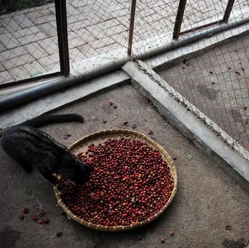 civetkatten worden in gevangenschap gehouden voor de productie van kopi luwak koffie