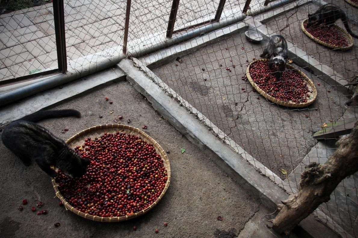 civetkatten worden in gevangenschap gehouden voor de productie van kopi luwak koffie