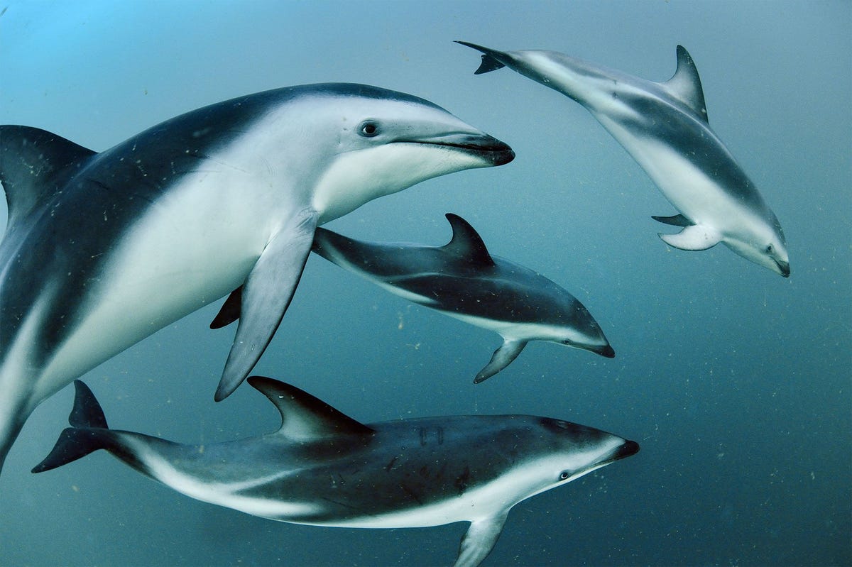 Deze bonte dolfijnen Lagenorhynchus obscurus in de Golfo Nuevo voor de kust van Argentini communiceren onderling om ansjovis in grote aasballen bijeen te drijven zodat de visjes eenvoudiger te vangen zijn
