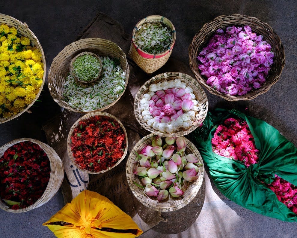 a group of colorful cactus