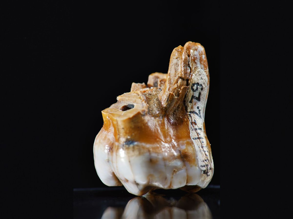 Een kies uit de prehistorische grot van Denisova kan belangrijk genetisch bewijs bevatten voor het bestaan van de Denisovamensu2014een tak van het geslacht Homo die in 2010 werd ontdekt De tand was van een vrouw die ruim 50000 jaar geleden leefde