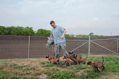 Op het terrein van het fokprogramma voor militaire honden van het 341e Trainingssquadron van de Lackland Air Force Base in San Antonio waar honden worden gefokt om ze voor het slagveld voor te bereiden speelt luchtmachtkorporaal Stephen Risiger met de zeven weken oude puppys van een Mechelse herder