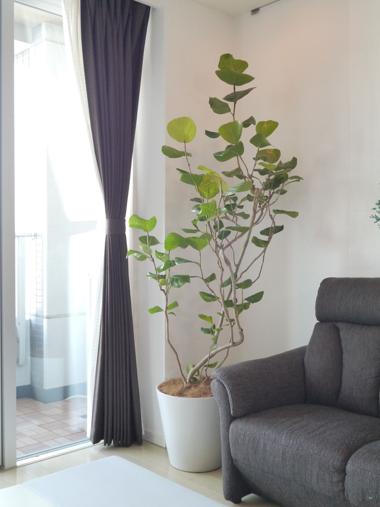 観葉植物で彩りをプラス！シンプルすぎるマンションの部屋を