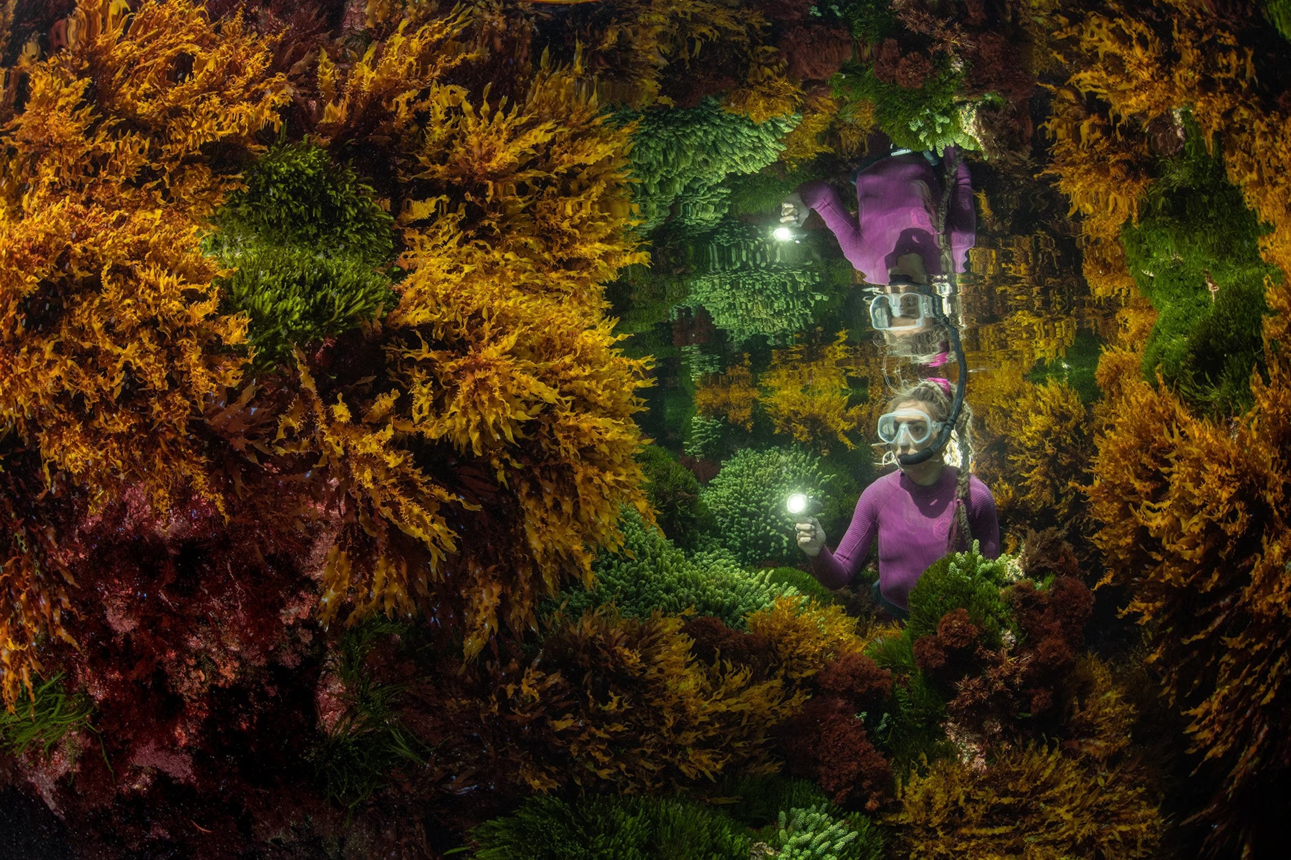 tijdens eb in de lente verkent marine park officer caitlin woods een gezonde zeewiergemeenschap op een plek die the potholes wordt genoemd