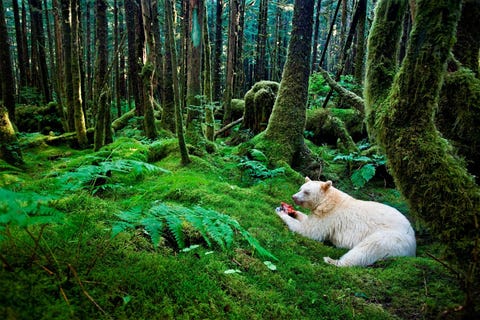 KERMODEBEER De Kermodebeer is een witte zwarte beer  een variant van de NoordAmerikaanse zwarte beer  die leeft in BritsColumbias Great Bear Rainforect