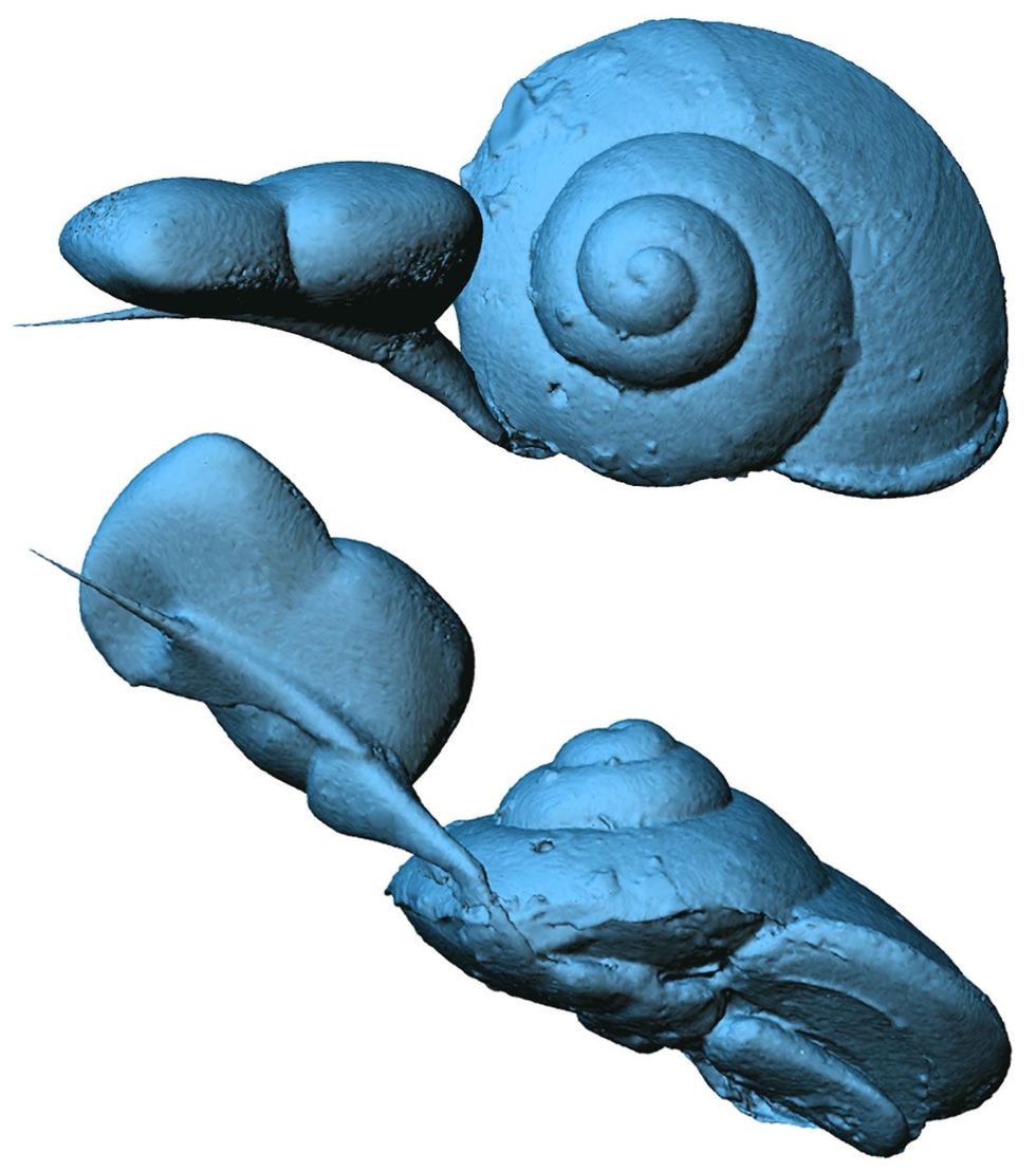 Een 3Dreconstructie van het slakje onthult meer details van het huisje en de weke delen van het diertje