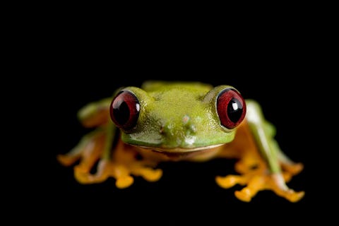Roodoogmakikikker Agalychnis litodryas gefotografeerd in de Pontificia Universidad Catlica del Ecuador