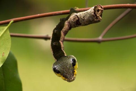 De rups van de pijlstaart hier op een foto uit Peru lijkt op een giftige slang om roofdieren af te schrikken
