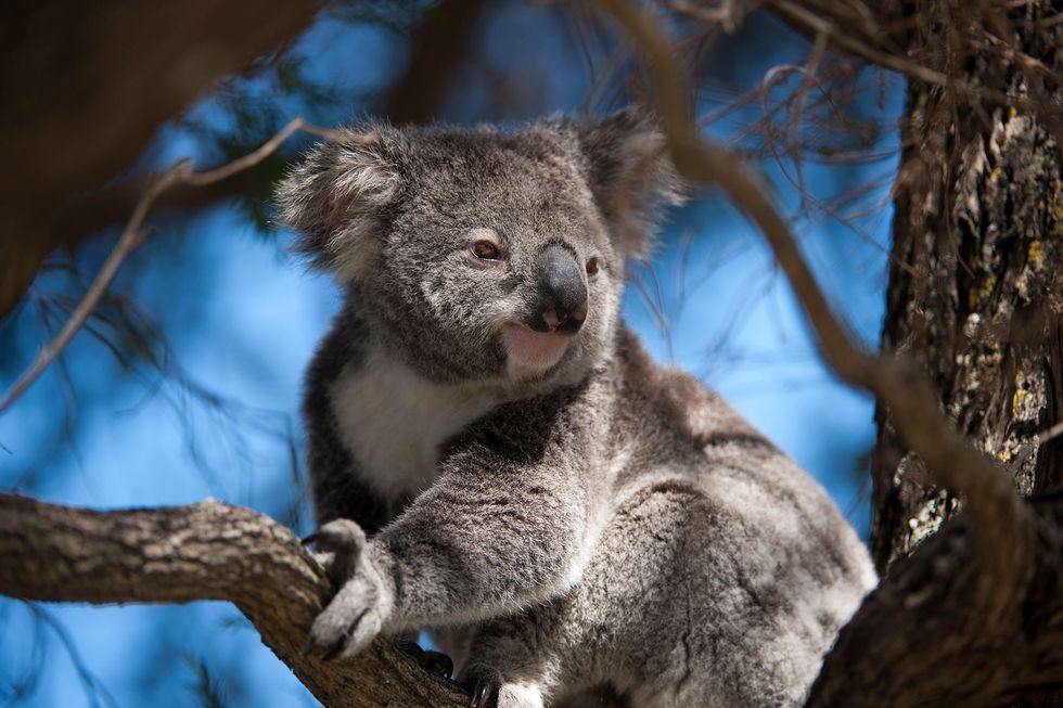 Koalas zijn buideldieren die inheems zijn in Australi en zich perfect hebben aangepast aan hun unieke omgeving