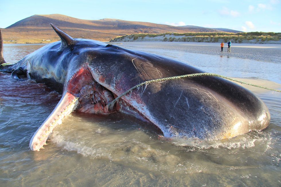 In november 2019 werd een jonge potvis dood aangetroffen op het strand van het Schotse eiland Harris Bij een autopsie bleek dat het dier honderd kilo samengeklonterde troep in zijn maag had