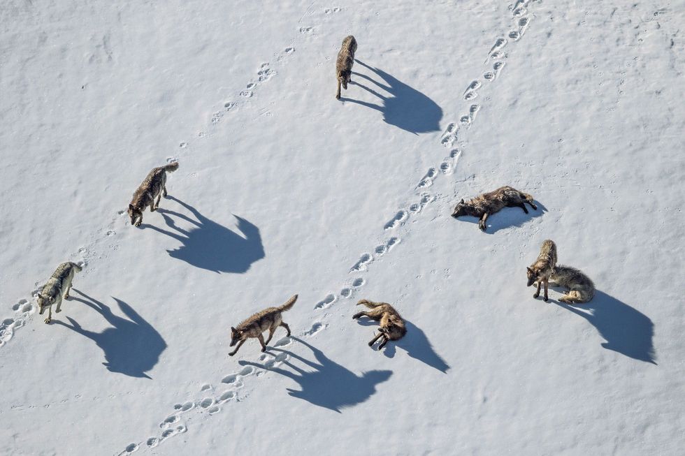Een roedel wolven onderzoekt de sporen van grizzlyberen in Pelican Valley in Yellowstone
