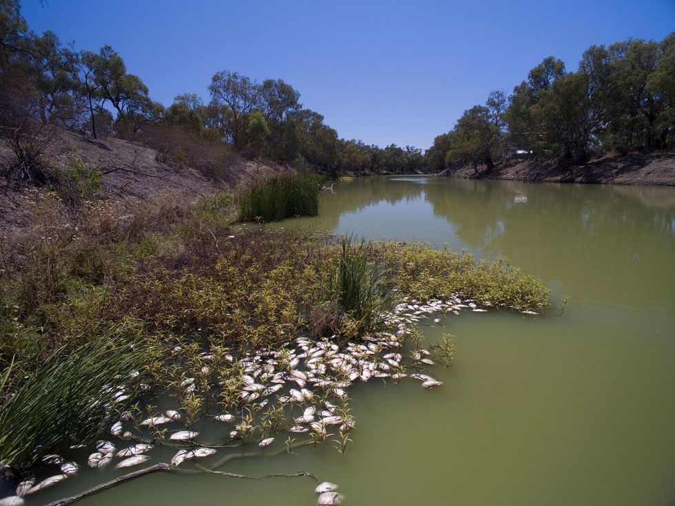 Deze massale vissterfte in de rivier de Darling in NieuwZuidWales is het gevolg van de aanhoudende droogte en wordt gezien als de zwaarste episode van vissterfte in deze regio in de recente geschiedenis