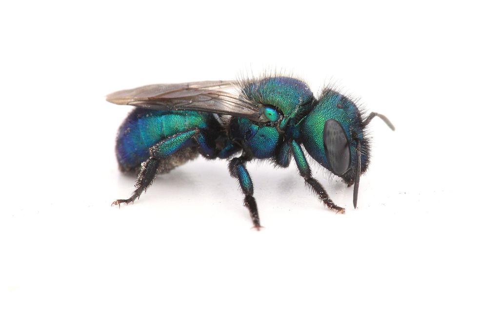 Metselbijen van het geslacht Osmia als deze metaalblauwe soort worden zo genoemd omdat ze nesten van modder bouwen