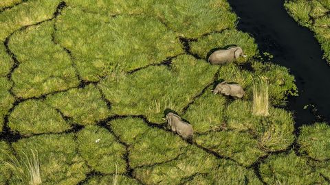 OKAVANGODELTA BOTSWANAZomer op het noordelijk halfrond betekent winter op het zuidelijke deel van de wereld Maar in de Okavangodelta is het grasland langs de oevers dankzij overstromingen in de maand mei groen en weelderig   een perfecte ontmoetingsplek voor kuddes olifanten
