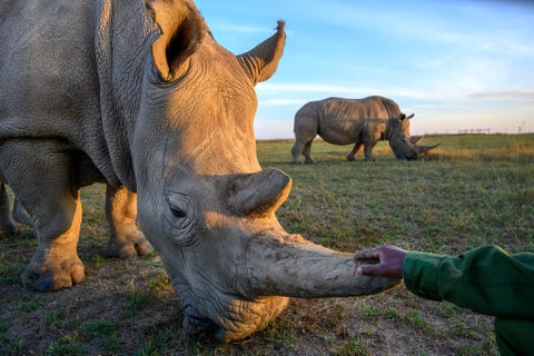 NANYUKI, KENIA NANYUKI KENIA Zacharia Mutai hoofdopziener van de Ol Pejeta Conservancy in Kenia begroet Najin een van de twee nog levende noordelijke witte neushoorns op aarde Embryos van Najin en Fatu die grazend op de achtergrond is te zien werden eerder bevrucht door mannetjes die zijn gestorven en zullen binnenkort door een draagmoeder tot ontwikkeling worden gebracht