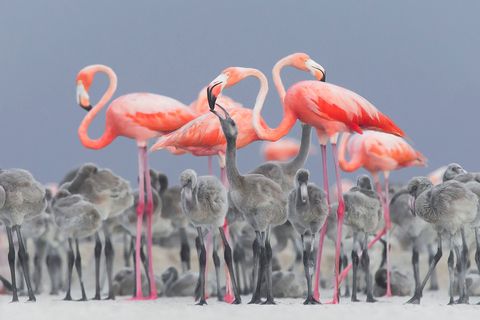 Alejandro Prieto Rojas won met dit schitterende beeld van roze flamingos die hun jong voeden bij Ro Lagartos in Mexico de titel Bird Photographer of the Year en een eerste prijs voor het beste portret