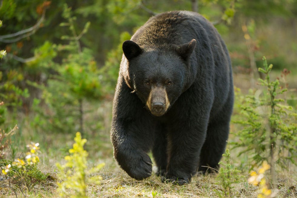 Van zwarte beren is bekend dat ze agressief kunnen zijn maar aanvallen op mensen komen maar af en toe voor
