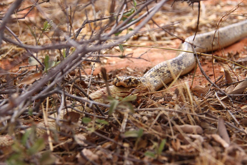 Een Kaapse cobra eet een kleiner mannetje van zijn eigen soort in het zuiden van Afrika Dergelijke gevallen van kannibalisme zouden zelden voorkomen bij de soort