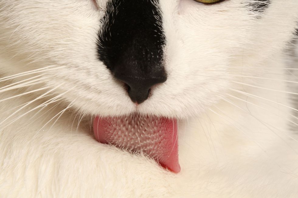 Met behulp van hun tong kunnen katten speeksel tot in de diepste lagen van hun vacht en op hun huid opbrengen Inzicht in de werking van de kattentong kan leiden tot nieuwe methoden om crmes en lotions op de kattenhuid op te brengen zonder dat de vacht daarvoor weggeschoren hoeft te worden