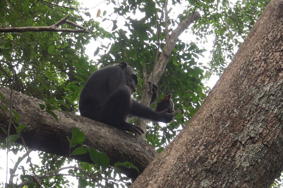Gia een vrouwtjeschimpansee probeerde tot tweemaal toe een schildpad open te breken In dit geval lukte het een mannelijke chimpansee wel om het pantser stuk te slaan waarna hij het vlees deelde
