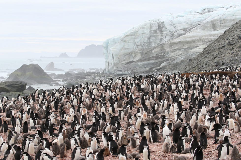 Een kolonie stormbandpinguns op de zuidkust van Elephant Island Deze soort komt het vaakst voor op Antarctica  op dit moment