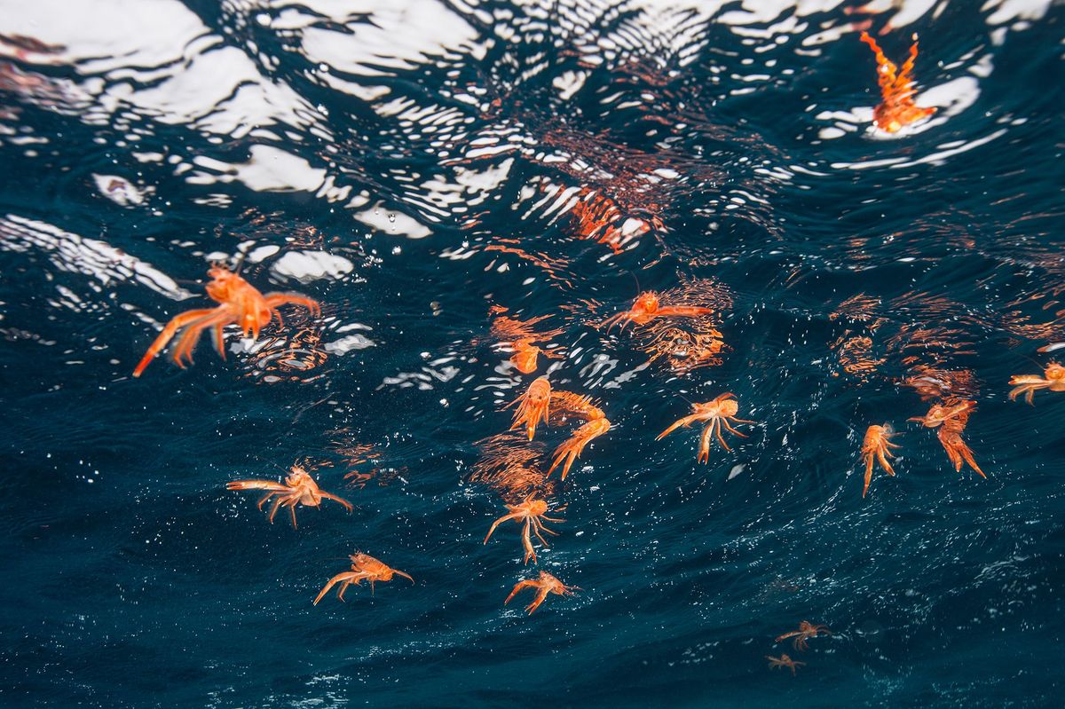 Pelagische rode krabben zwemmen in wateren rond de Cortes Bank een onderzeese berg voor de kust van San Diego Deze kleine filtervoeders spelen een rol in de verspreiding van microplastic door de waterkolom zo blijkt uit nieuw onderzoek