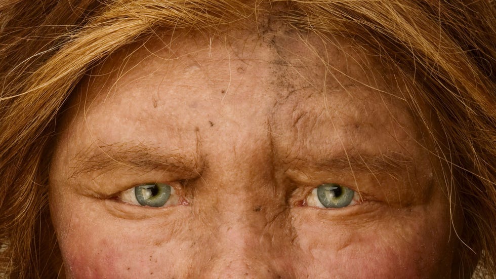 Deze priemende ogen zijn van een reconstructie van een neanderthaler een voorouder van de mens die de aarde deelde met denisovamensen en moderne mensen Uit genetisch onderzoek blijkt dat zij uitstierven voordat de denisovamensen verdwenen