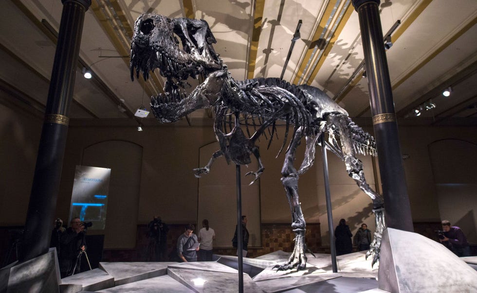 Het skelet van een Tyrannosaurus rex torent dreigend uit boven bezoekers aan het Naturalis Biodiversity Center in Leiden