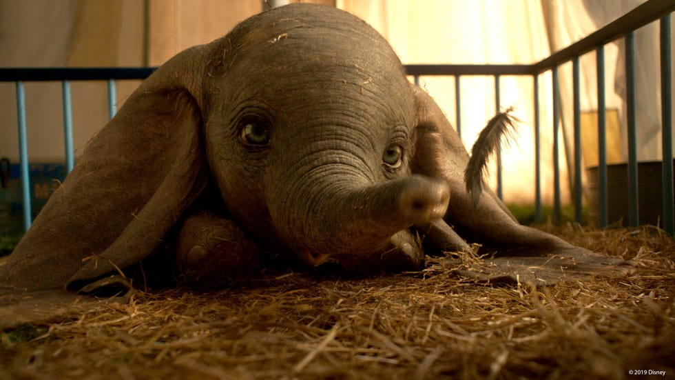 Dumbo